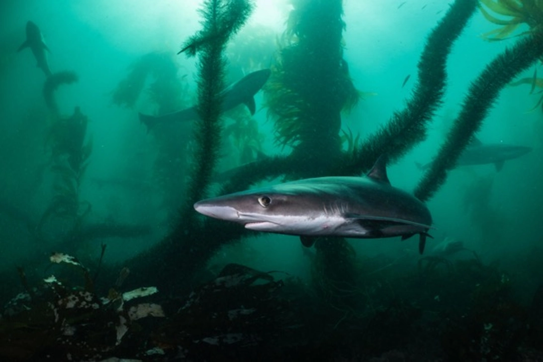 Sage Ono: Soupfin Sharks | Rassemblement de requins-hâ, États-Unis, 2025 | Catégorie - Océan | Mention d’honneur