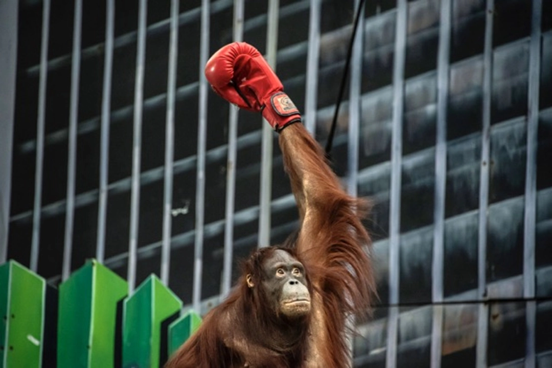Sandra Hoyn: Not His Fight | Orang-outang exploité par l’industrie du tourisme, Thaïlande, 2025 | Catégorie - Humanité contre nature | Mention d’honneur