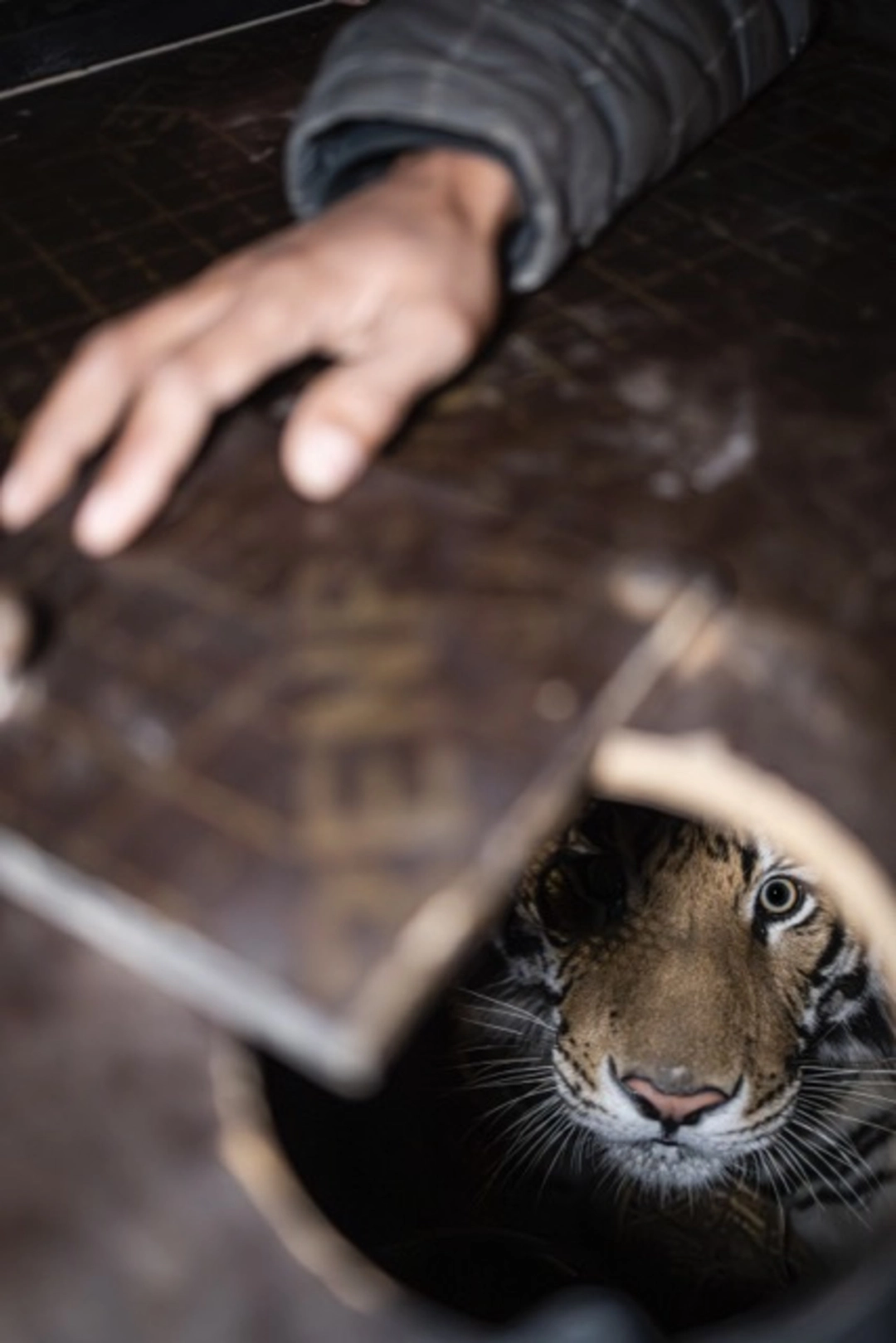 Ana Norman Bermudez: Displaced | Tigre rescapé du commerce des animaux de compagnie, Pakistan, 2024 | Catégorie - Humanité contre nature | Mention d’honneur