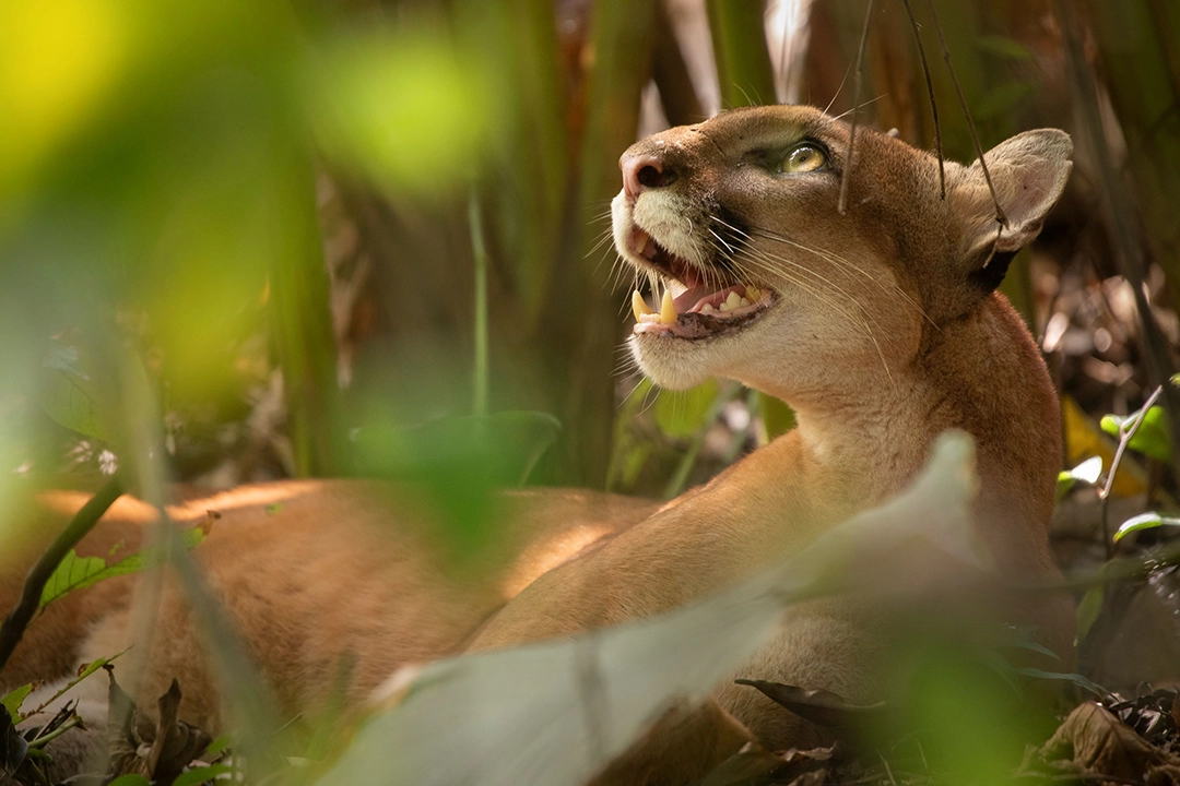 Luca Eberle: Predator’s Gaze | Runner-up Forests category