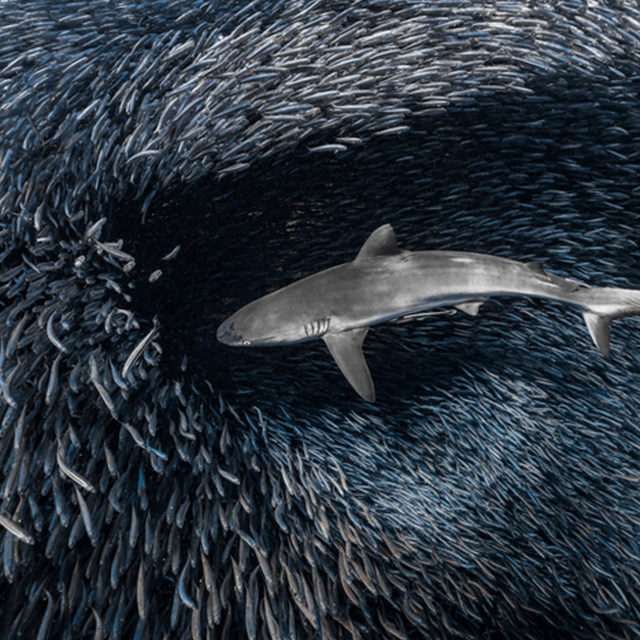 Environmental Photography Award 2026: The Other Six Winning Photographs