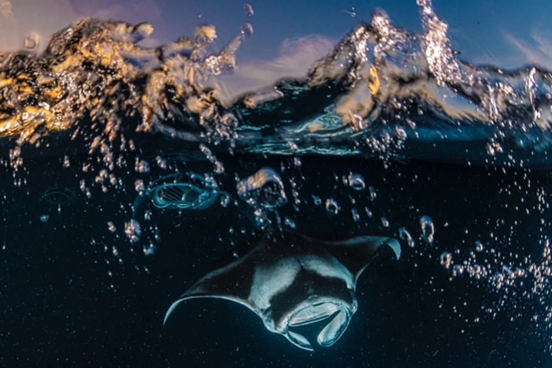 Henley Spiers: Manta Sunset Wave | Repas des raies mantas de récif, Maldives, 2024 | Catégorie - Océan | Mention d’honneur