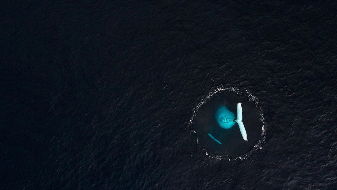 Environmental Photography Award 2026: The Other Six Winning Photographs