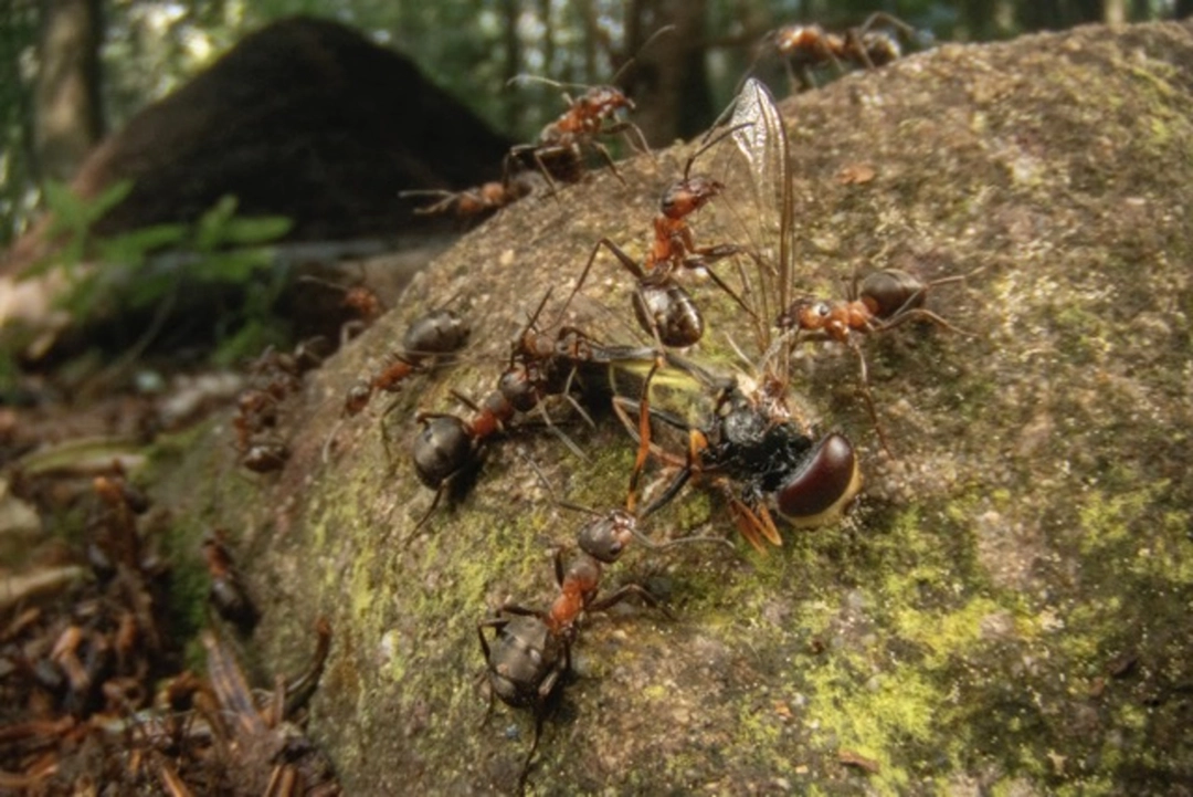 Iacopo Nerozzi: The Army of the Spruce Forest | Fourmis rousses des bois, Italie, 2025 | Catégorie - Forêts | Mention d’honneur