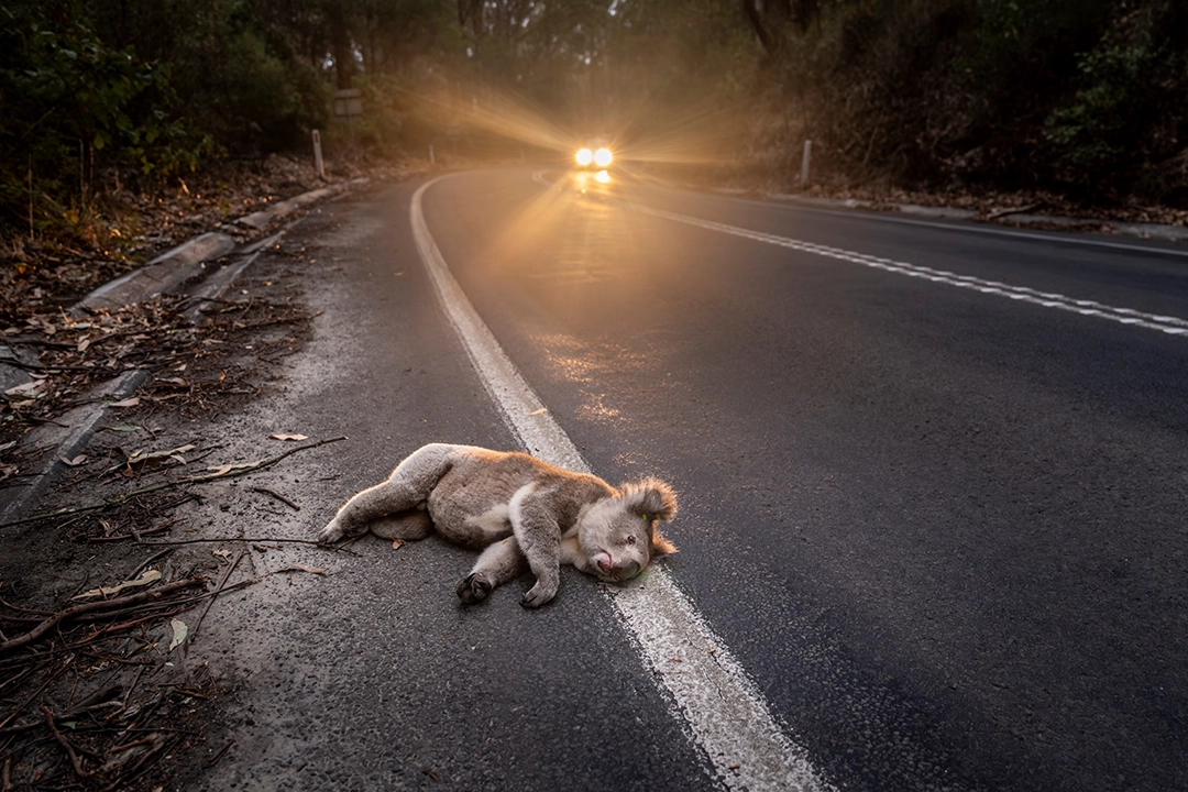 Environmental Photography Award 2026: The Other Six Winning Photographs