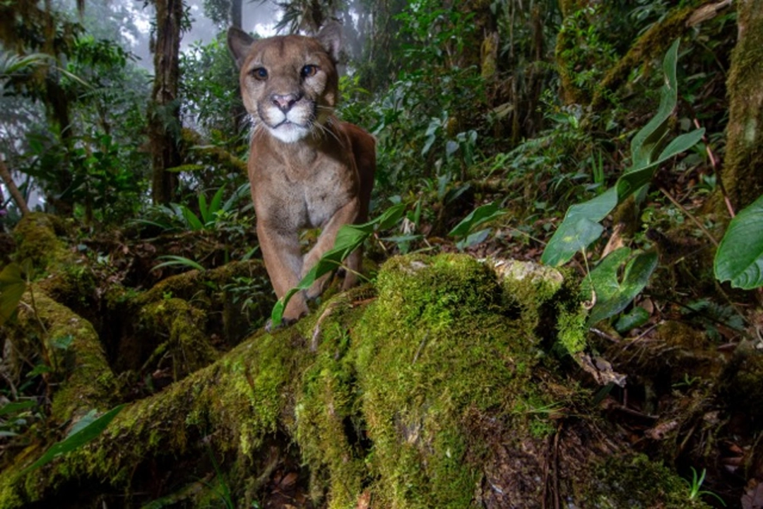 Benjamin Luke: The Tailless Mystery | Puma sans queue, Costa Rica, 2025 | Catégorie - Forêts | Mention d’honneur