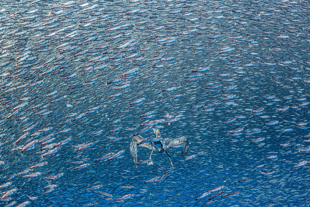 Environmental Photography Award 2026: The Other Six Winning Photographs