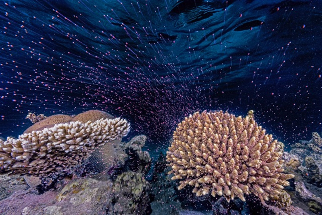 Tom Shlesinger: Underwater Fireworks | Reproduction des coraux, mer Rouge, 2023 | Catégorie - Océan | Mention d’honneur