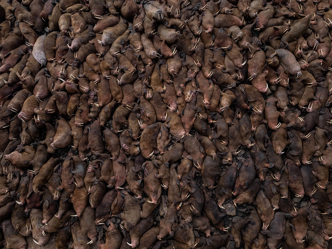 Environmental Photography Award 2026: The Other Six Winning Photographs