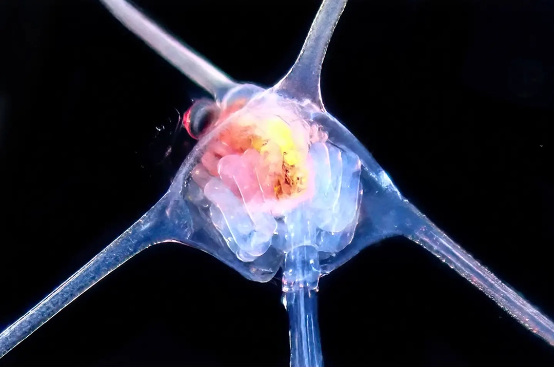 The zoea larva is one of the first stages in a crab's development.