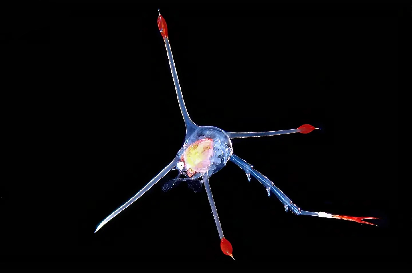 The zoea larva is one of the first stages in a crab's development.