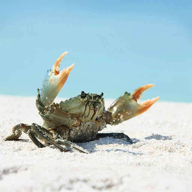 To make the crab shine, you have to light it