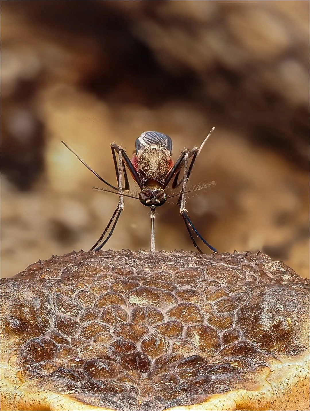 The photographers captured a rare moment when a mosquito settled on a fer-de-lance and began feeding..