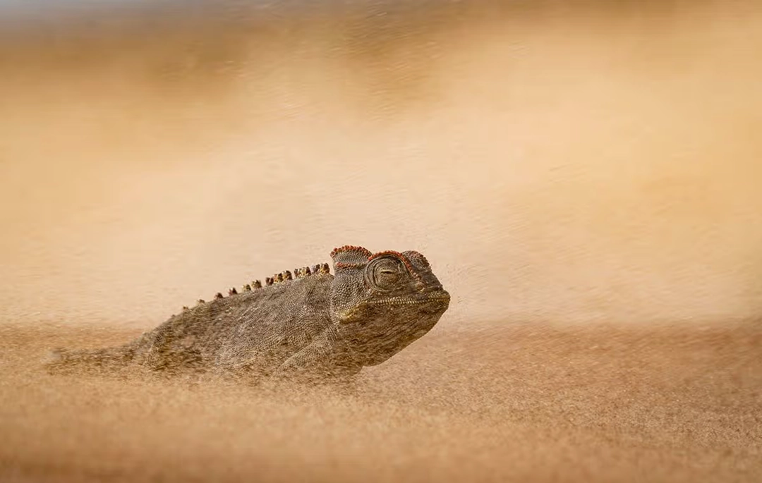 Dewald Tromp witnesses a chameleon battling a sandstorm in the Namib Desert.
