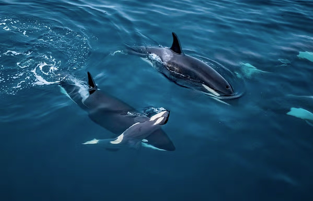 Vegard Byrkjeland Aasen watches an adult orca supporting the body of a calf in the freezing waters of a Norwegian fjord.
