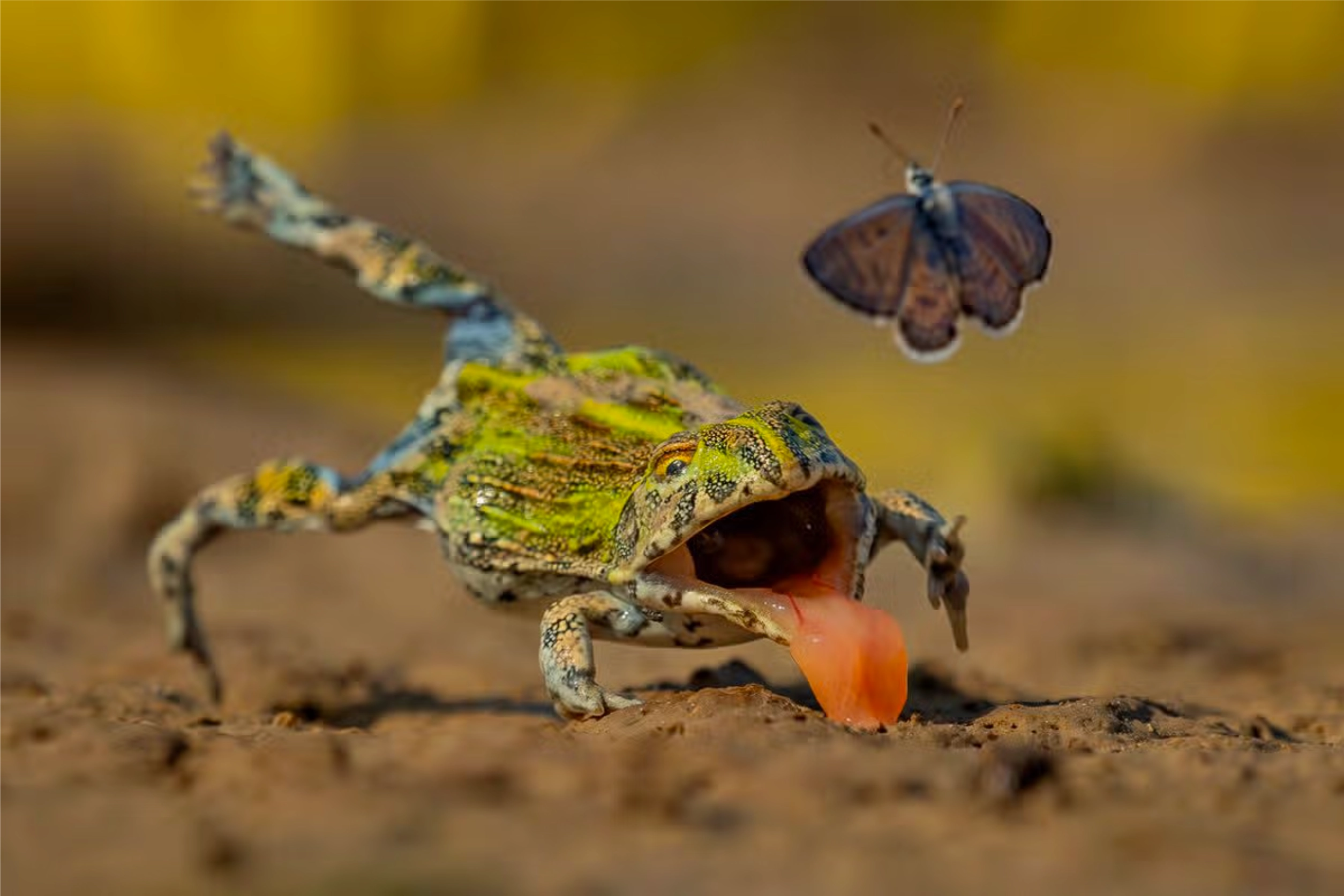 Split-Second Escape - Highly Commended, Behaviour: Amphibians and Reptiles - Jens Cullmann gets eye-level with an African bullfrog as it lunges for an African babul butterfly
