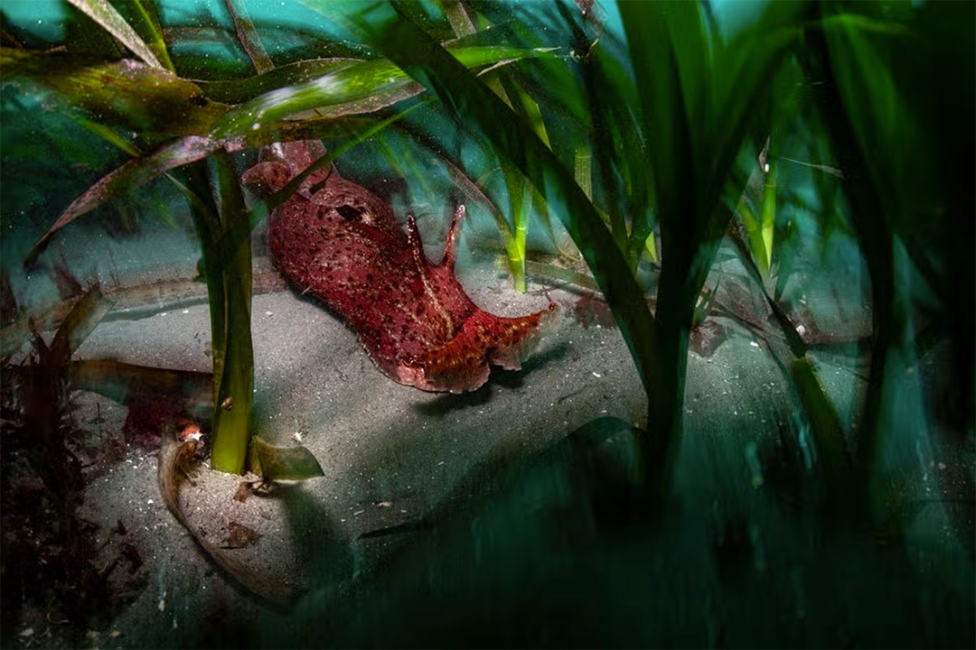 Ralph Pace glimpses a sea hare gliding through an eelgrass meadow in Monterey Bay.