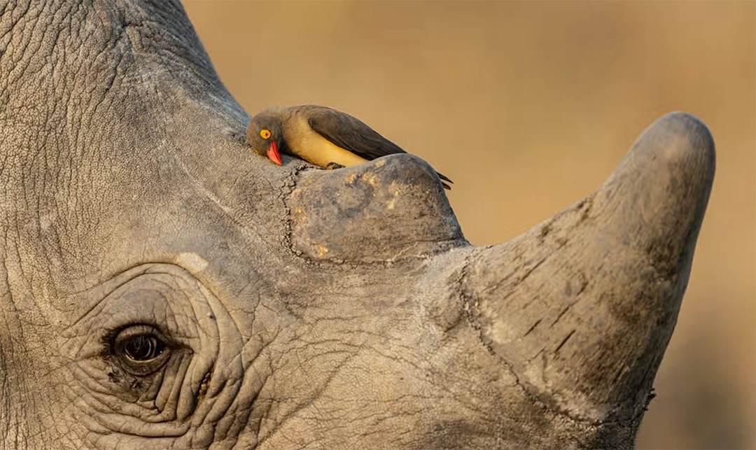 Ernest Porter is delighted by an oxpecker cleaning its bill against a rhino’s skin in the soft afternoon light.
