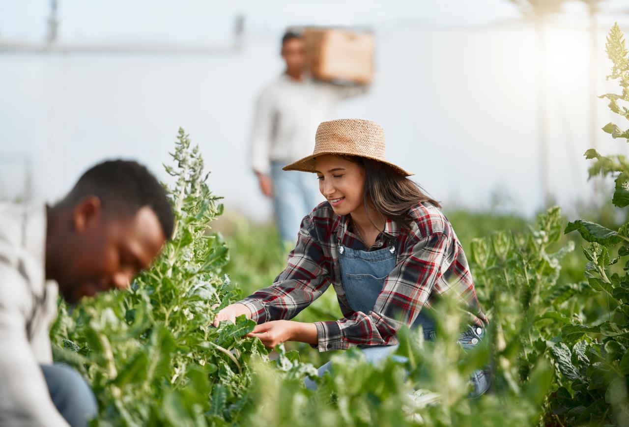 man and woman in a green field tending to crops