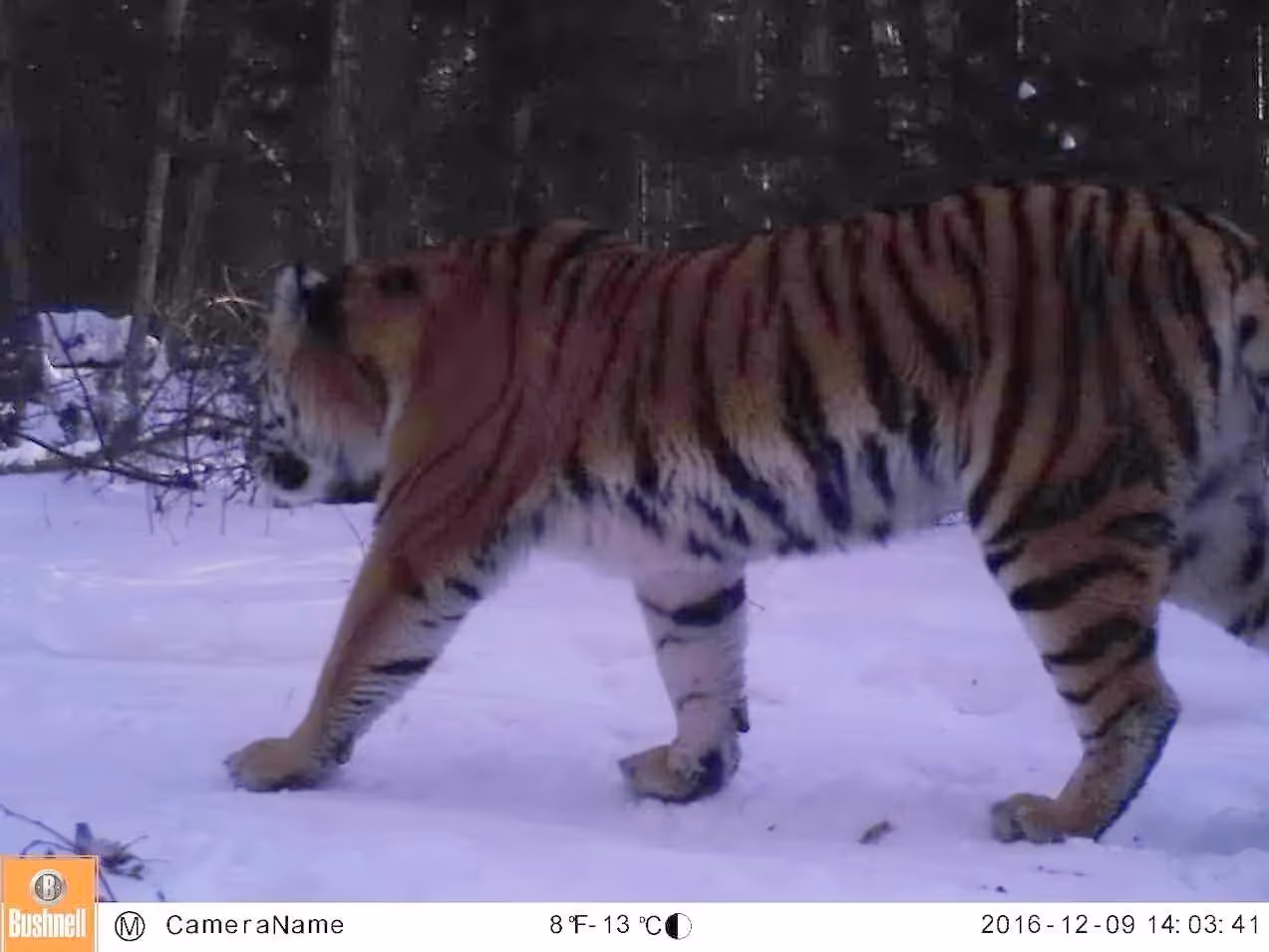 CV для распознавания животных