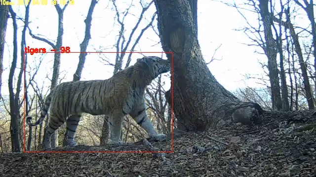 Пример работы CV для распознавания животных