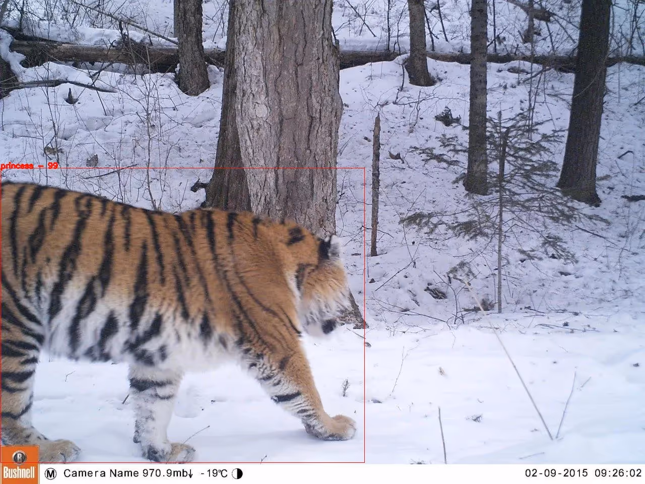 Видео аналитика для поиска животных