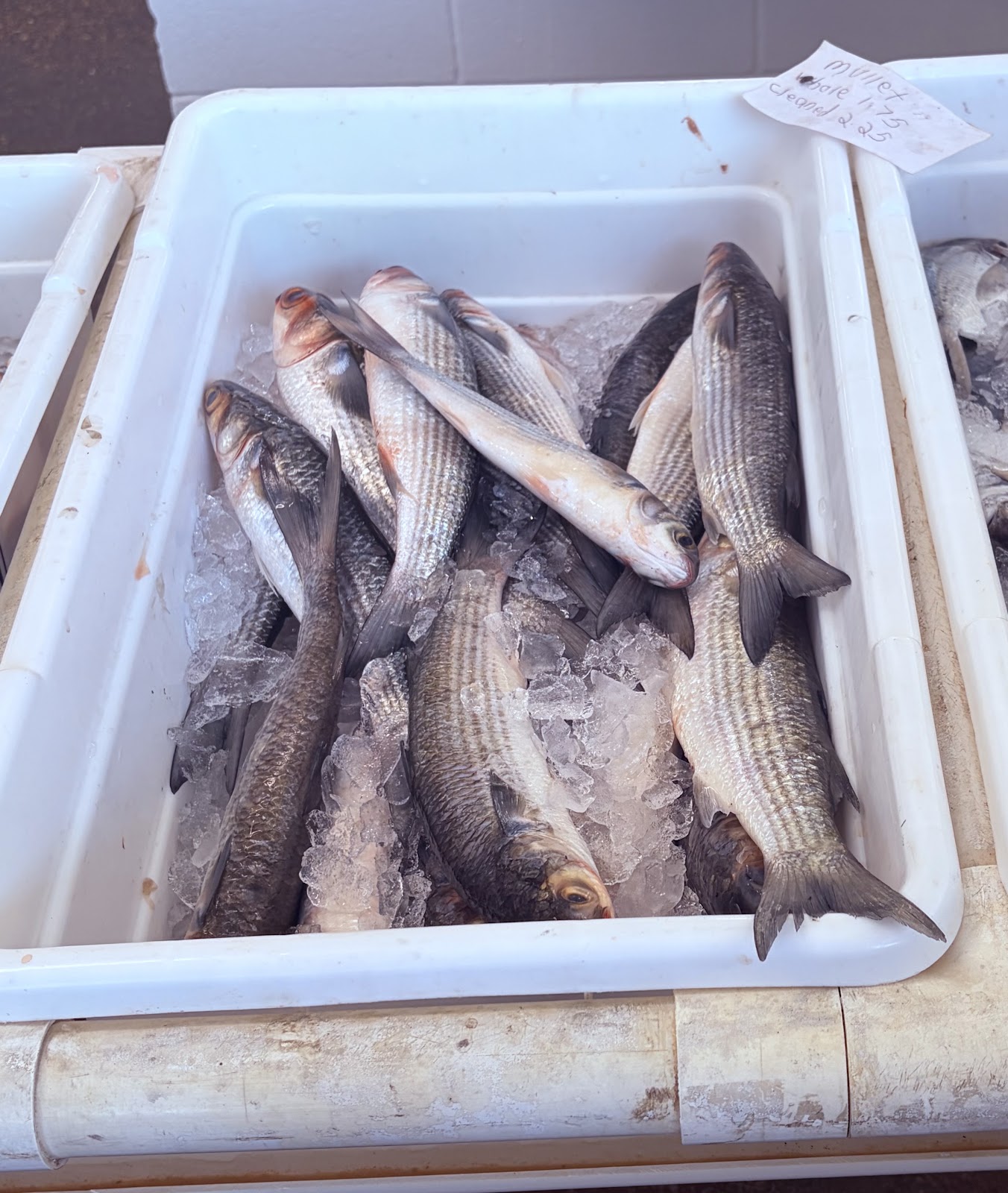 Mullet packed in ice for the trip