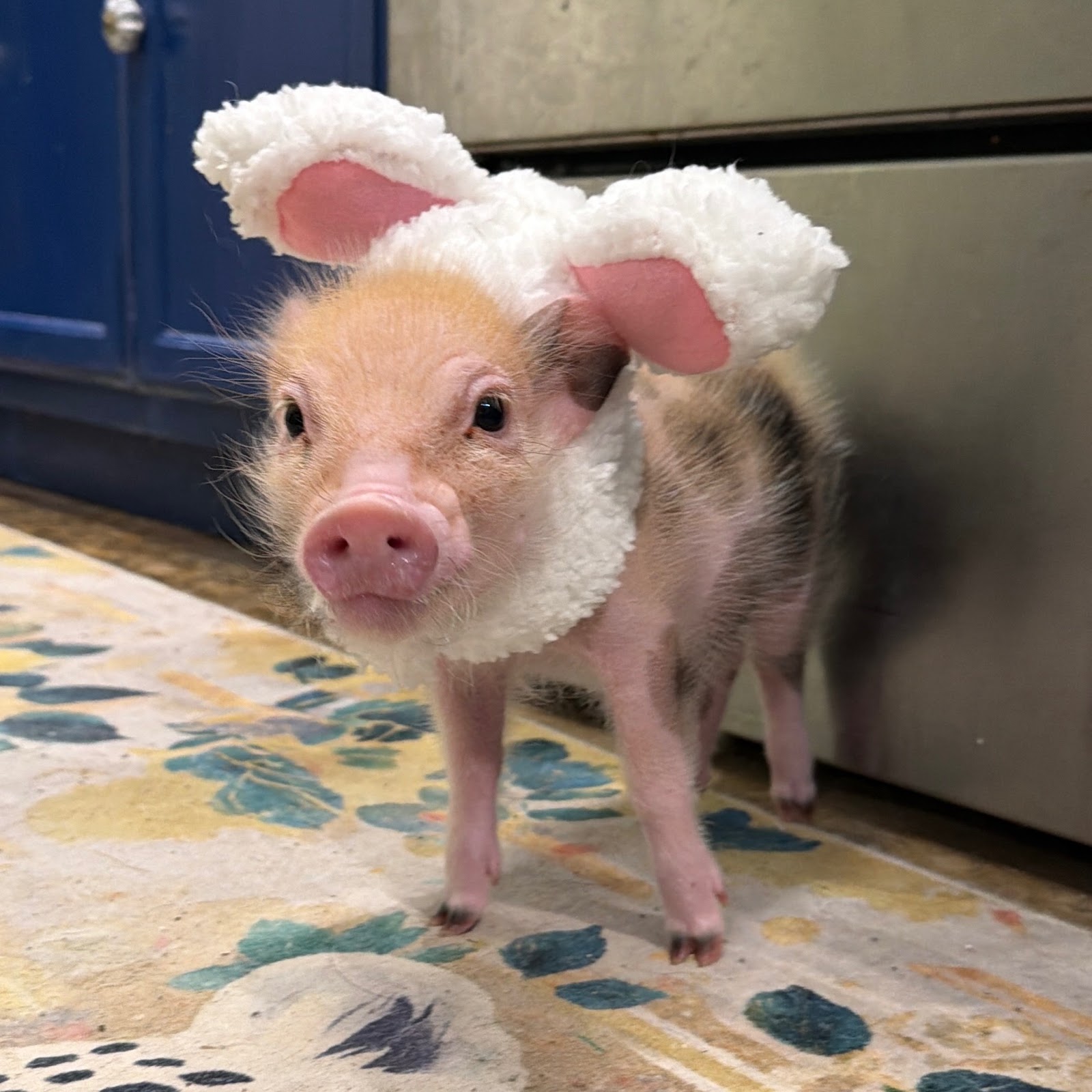 Shrimp in costume