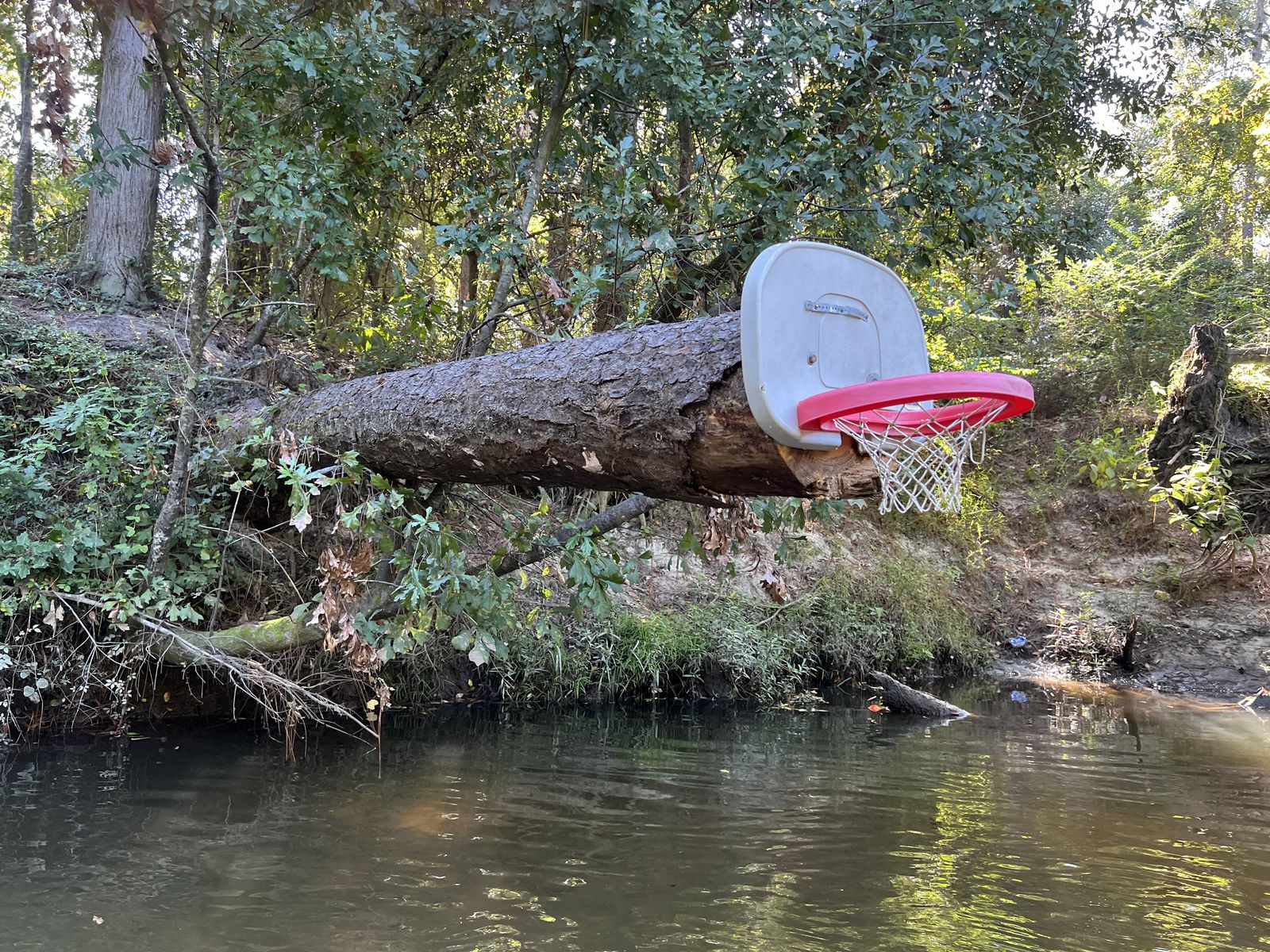 Basketball hoop screwed to the end of a log on Fish River