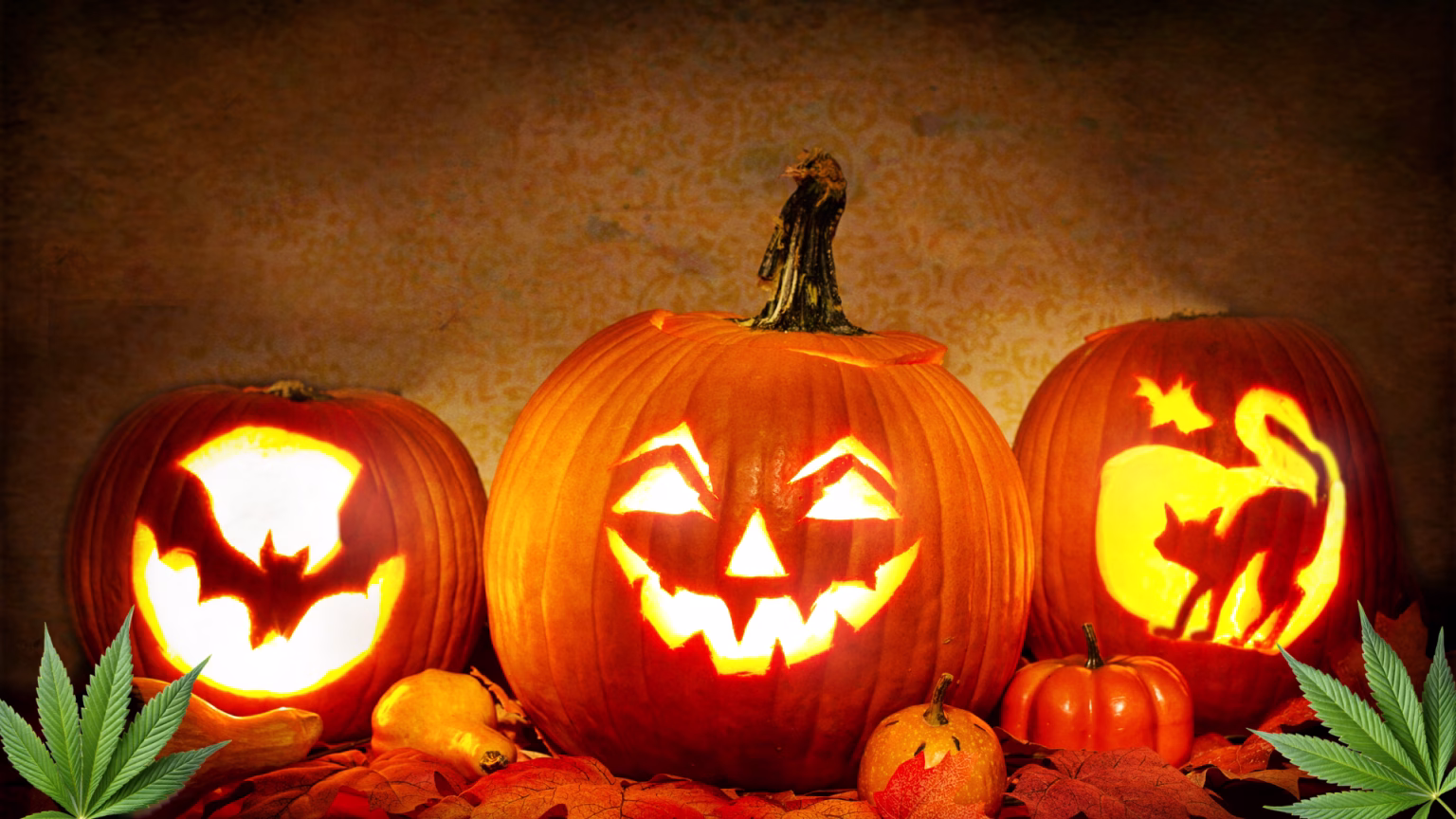 Three illuminated Halloween pumpkins carved with designs: a bat on the left, a smiling face in the center, and a cat with a bat on the right, surrounded by small pumpkins and autumn leaves.