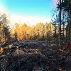 A Sunny Meadow At Bunganuc Woods House