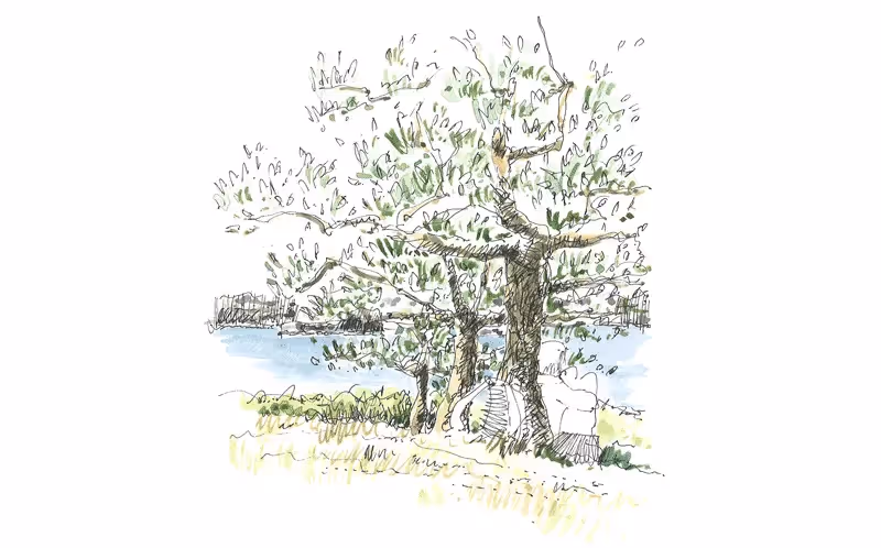 Watercolor sketch of trees near a lake with green foliage and branches