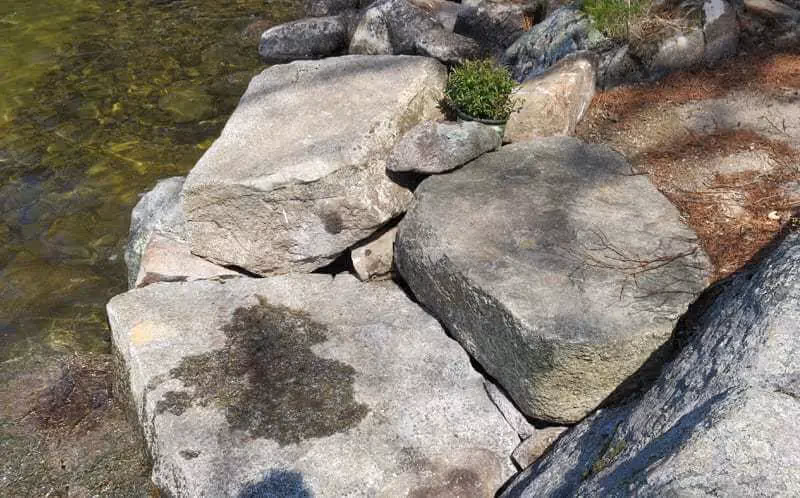 Large rocks near stream with small green plant growing between stones