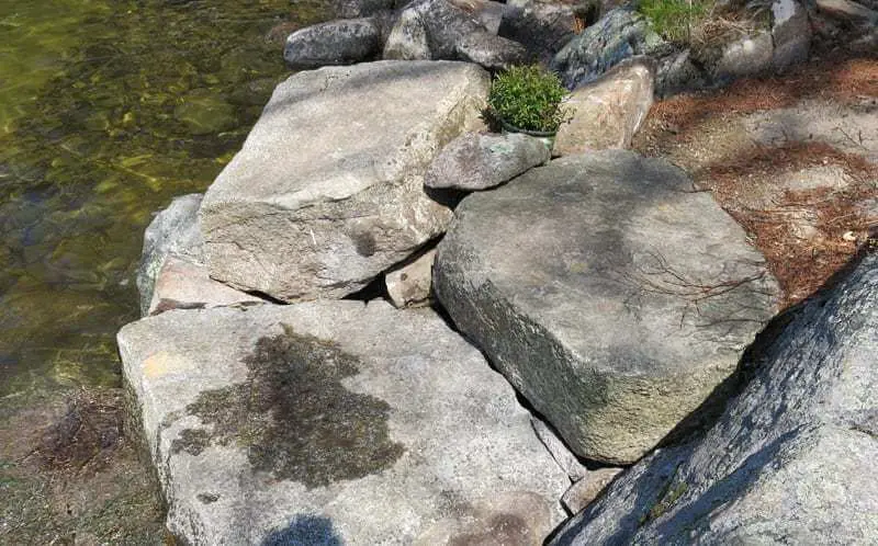 Large rocks near stream with small green plant growing between stones