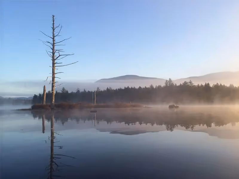 Misty lake with dead trees and forest, reflecting calm morning landscape