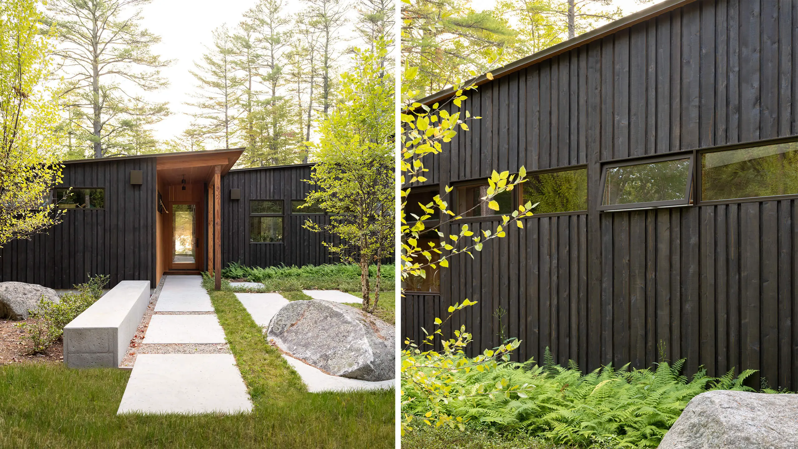 Modern black wooden house with concrete path and green ferns