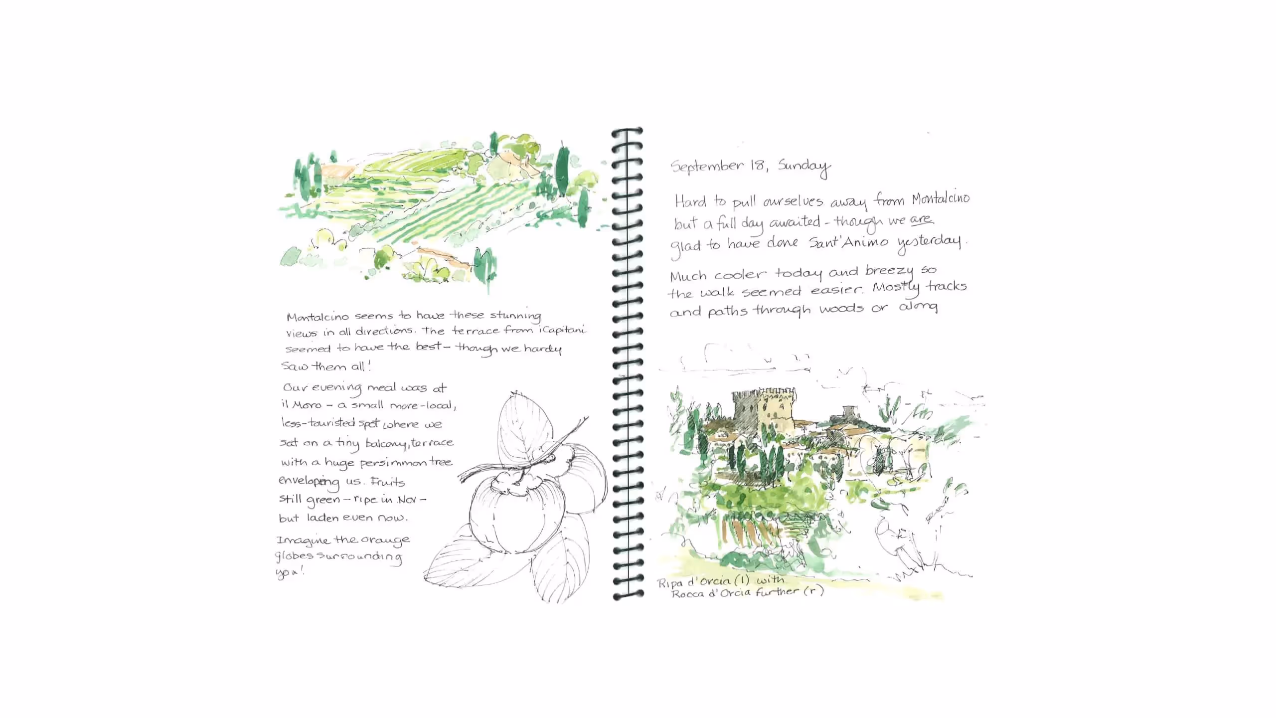Watercolor journal page with sketches of Montalcino landscape and tomato