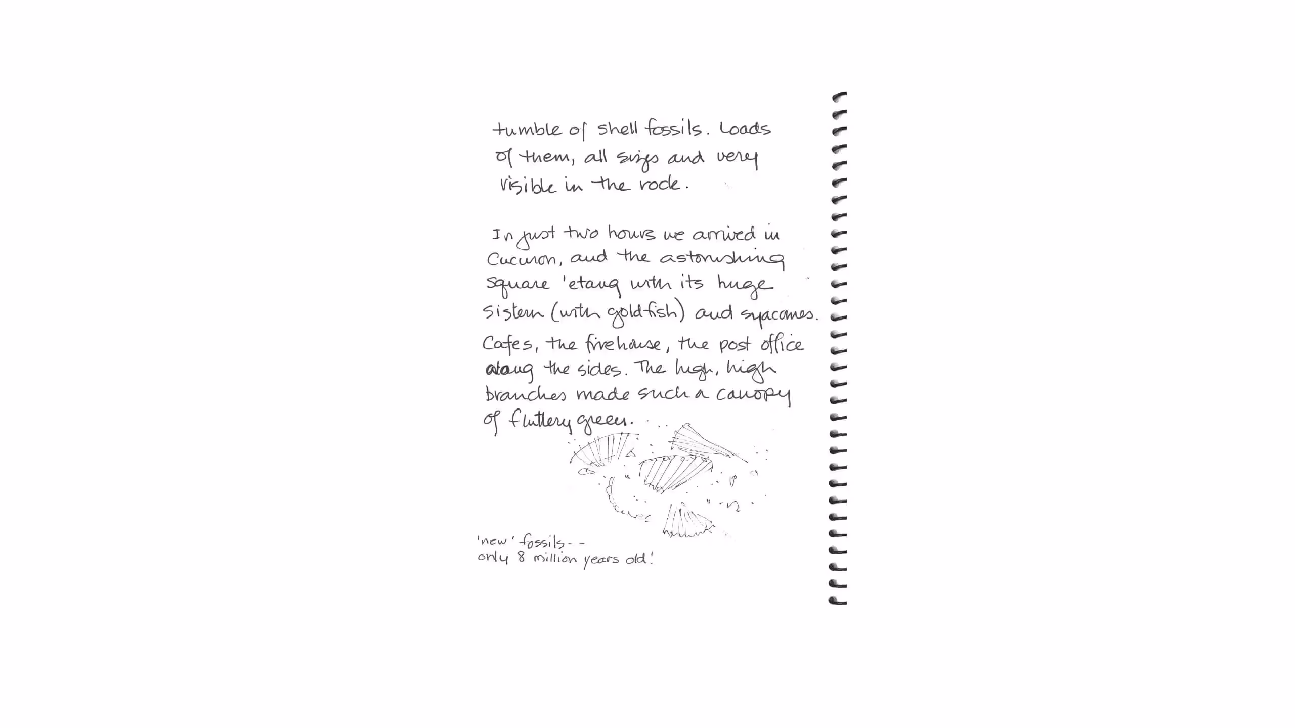 Handwritten journal page with notes about shell fossils and a location