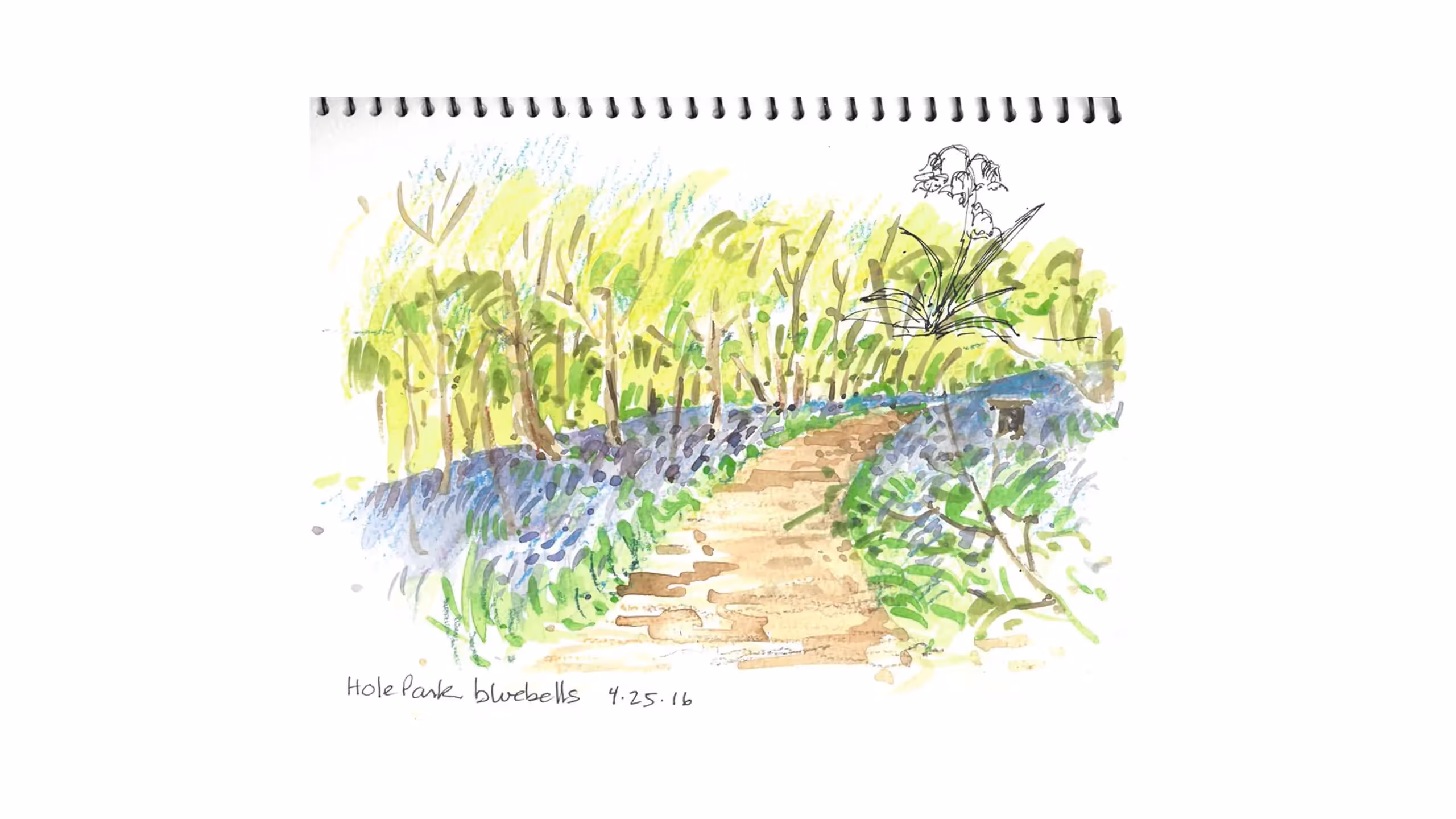 Watercolor sketch of wooded path with bluebells and stone steps