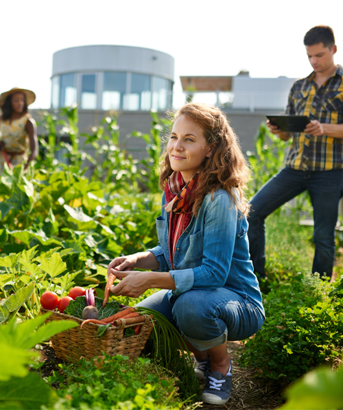Trio harvesting garden vegetables