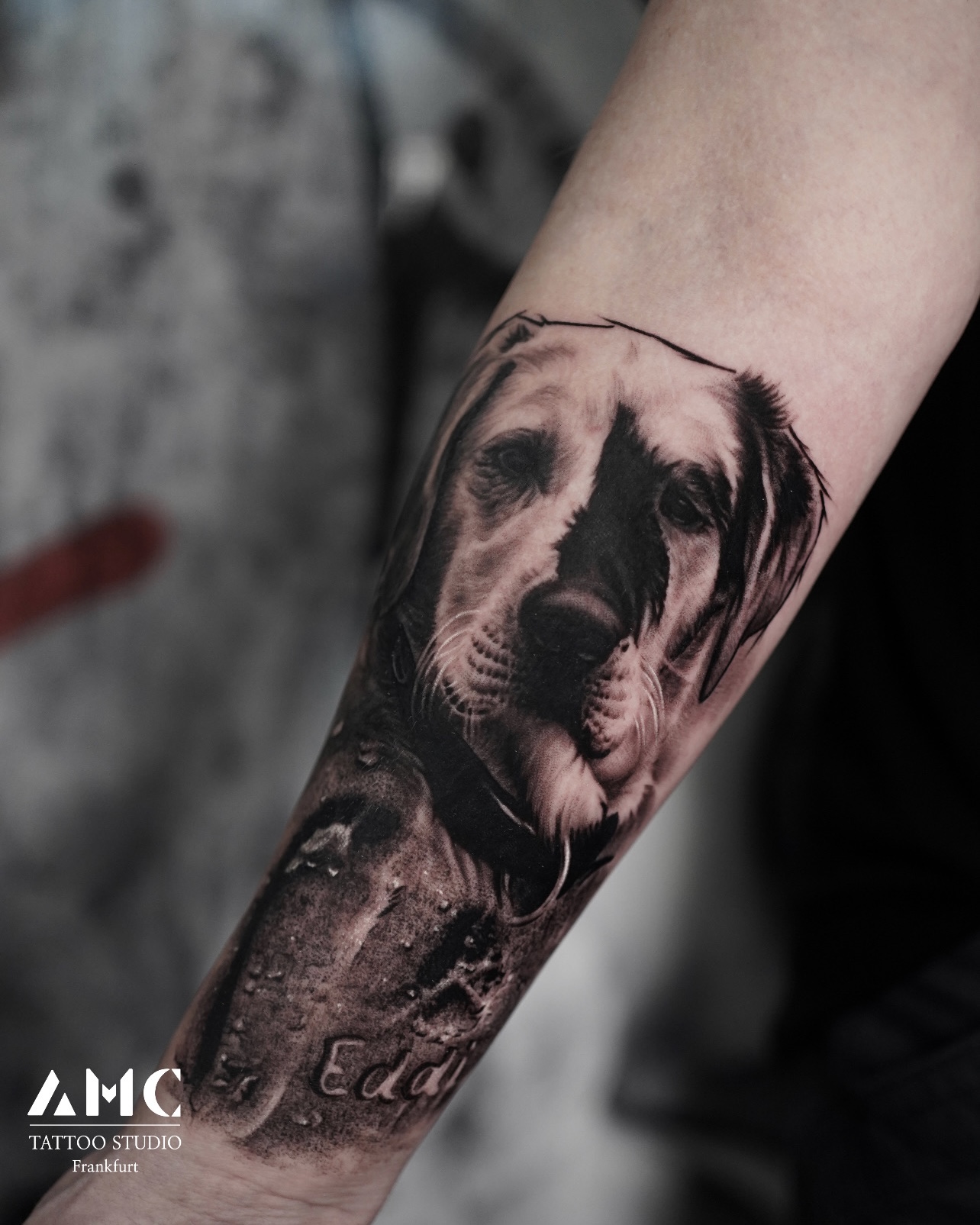Realistisches Hundeportrait Tattoo im AMC Tattoo Studio Frankfurt