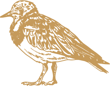 Turnstone Illustration Cornwall