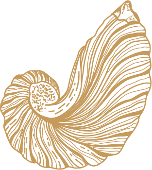 Fossil Illustration Cornwall