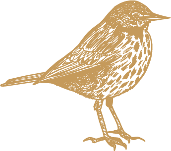 Rock pipit Illustration Cornwall