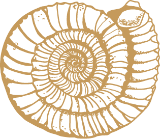 Fossil Illustration Cornwall