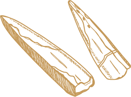 Fossil Illustration Cornwall