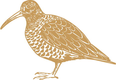 Sandpiper Illustration Cornwall