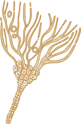Crinoids Illustration Cornwall