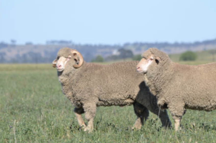 RAMS Home Loan Alternatives: What QLD Borrowers Need to Know