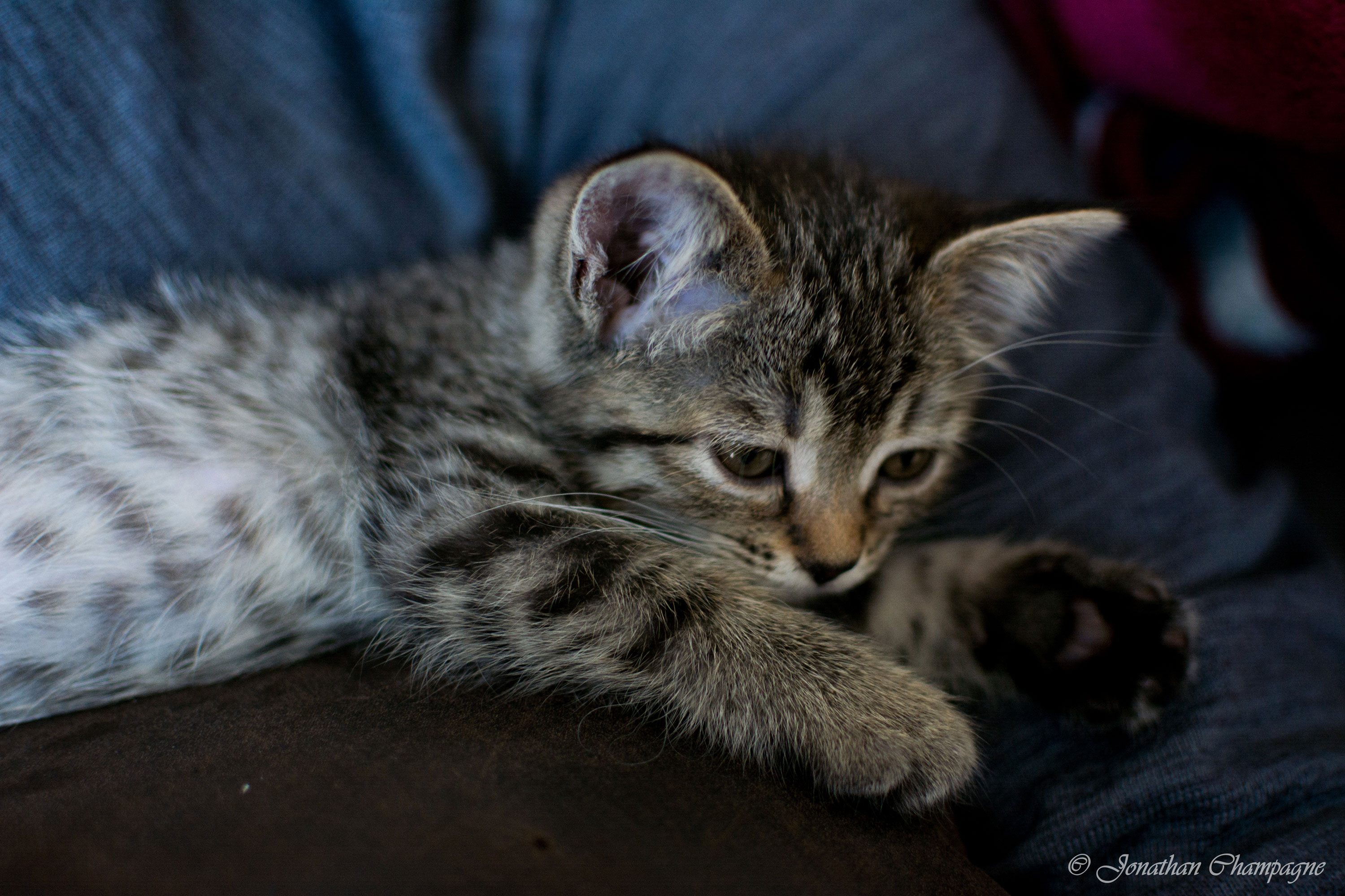 Chat